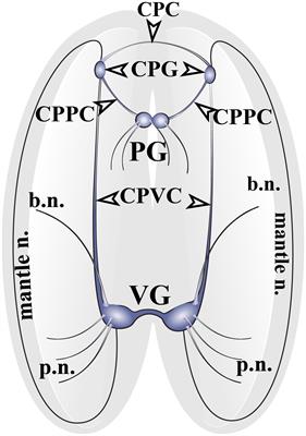 Distribution of Molecules Related to Neurotransmission in the Nervous System of the Mussel Crenomytilus grayanus